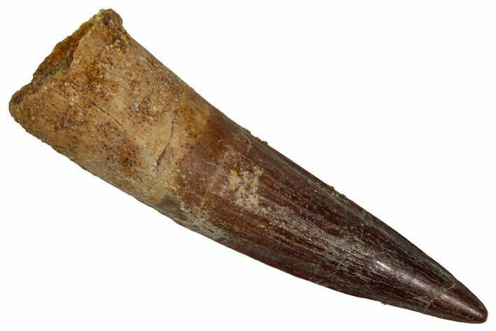Fossil Spinosaurus Tooth - Real Dinosaur Tooth #355750